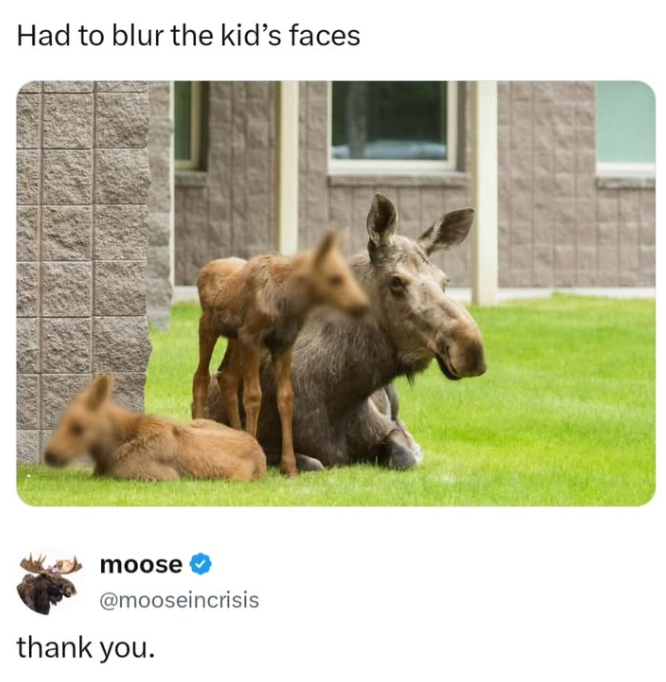 Had to blur the kid's faces moose @mooseincrisis thank you.