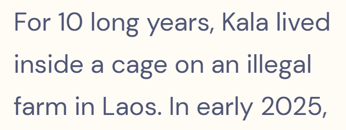 For 10 long years, Kala lived inside a cage on an illegal farm in Laos. In early 2025,