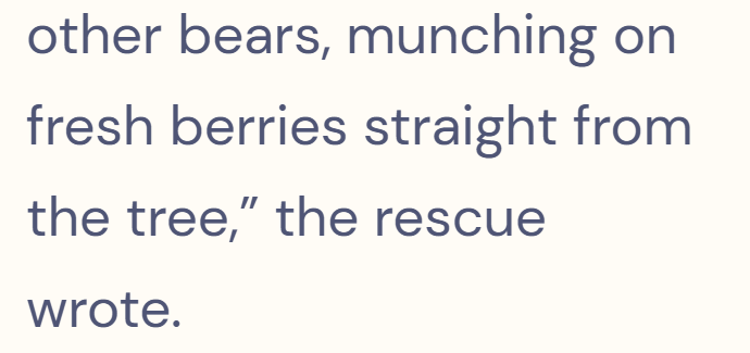 other bears, munching on fresh berries straight from the tree," the rescue wrote.