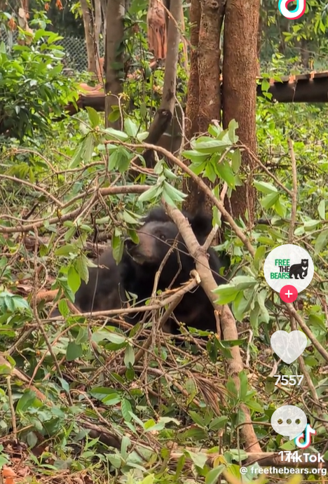 FREE THE BEARS + 7557 174kTok @freethebears.org