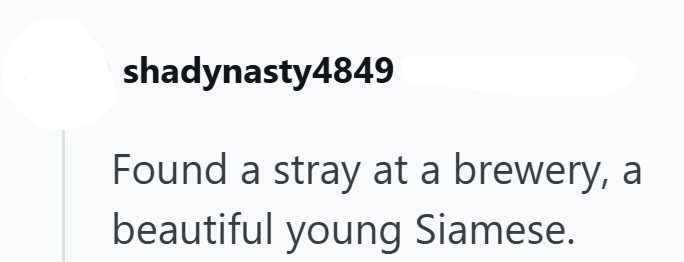 shadynasty4849 Found a stray at a brewery, a beautiful young Siamese.