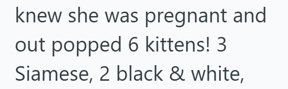 knew she was pregnant and out popped 6 kittens! 3 Siamese, 2 black & white,