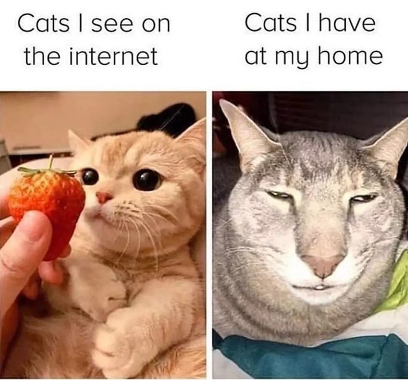 Cats I see on the internet Cats I have at my home