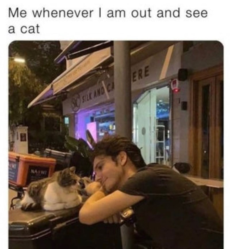 Me whenever I am out and see a cat NAVMI SILK AND CA ERE