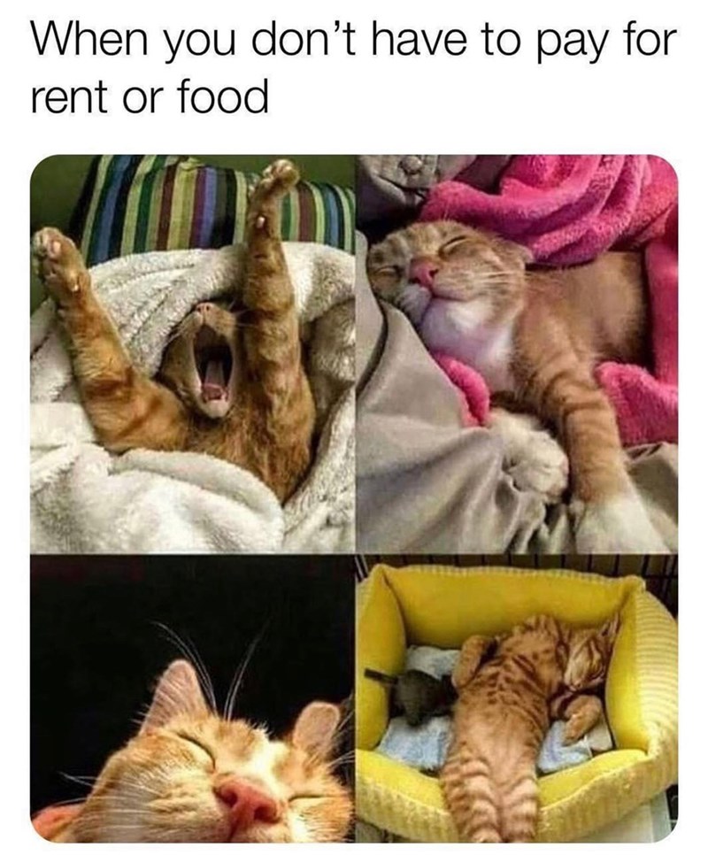 When you don't have to pay for rent or food