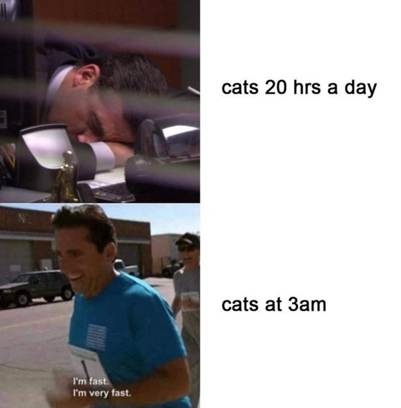 I'm fast. I'm very fast. cats 20 hrs a day cats at 3am