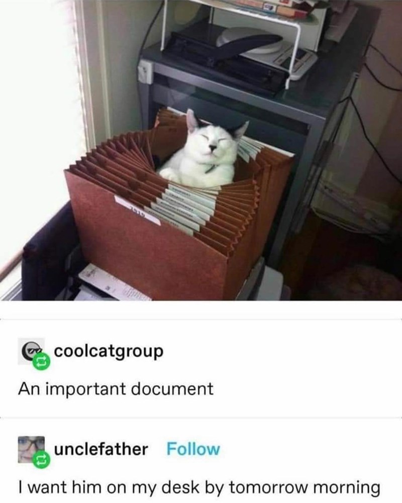 coolcatgroup An important document. unclefather Follow I want him on my desk by tomorrow morning