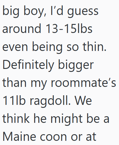 big boy, I'd guess around 13-15lbs even being so thin. Definitely bigger than my roommate's 11lb ragdoll. We think he might be a Maine coon or at