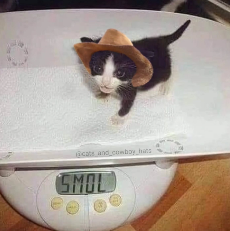 @cats_and_cowboy_hats SMOL
