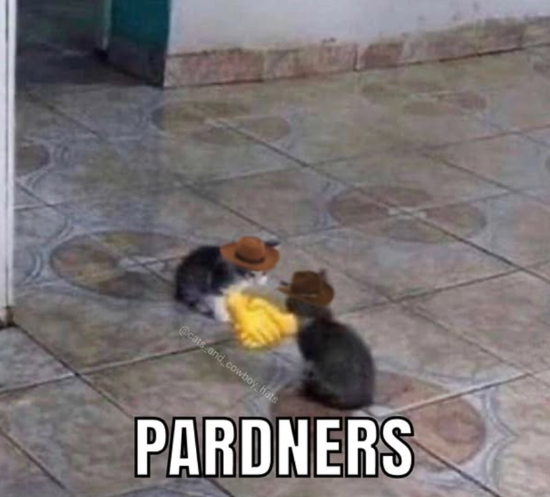 @cats and cowboy hats PARDNERS