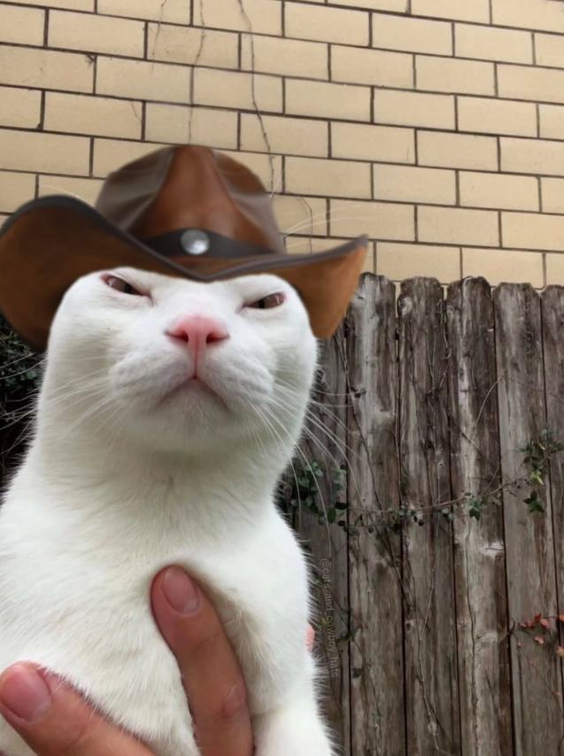 @cats and cowboy hats