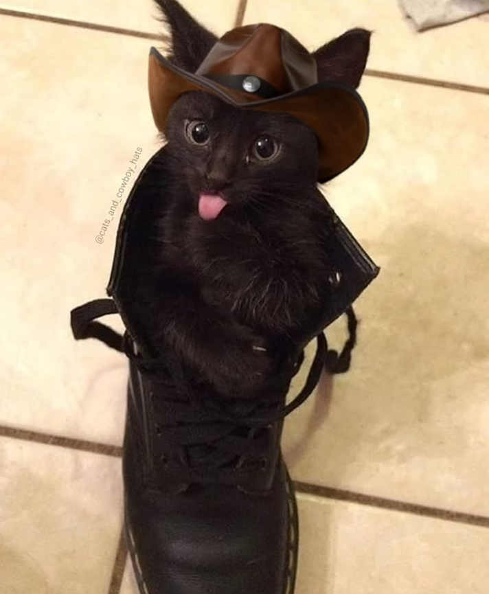 @cats_and_cowboy hats