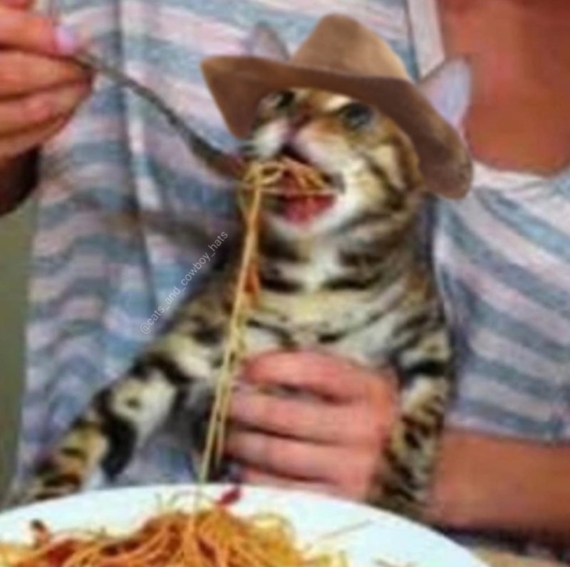 @cats_and_cowboy_hats