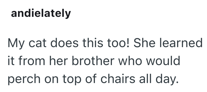 andielately My cat does this too! She learned it from her brother who would perch on top of chairs all day.