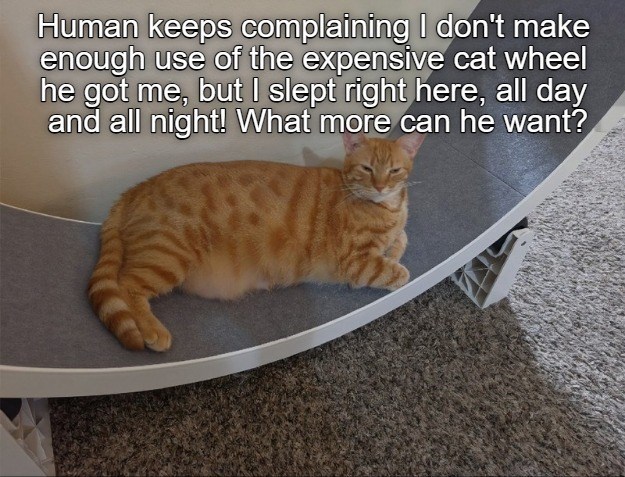 Human keeps complaining I don't make enough use of the expensive cat wheel he got me, but I slept right here, all day and all night! What more can he want?