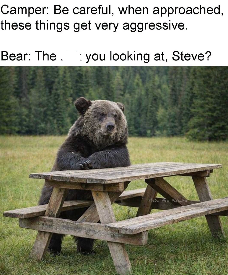 Camper: Be careful, when approached, these things get very aggressive. Bear: The you looking at, Steve? @We Are Nature