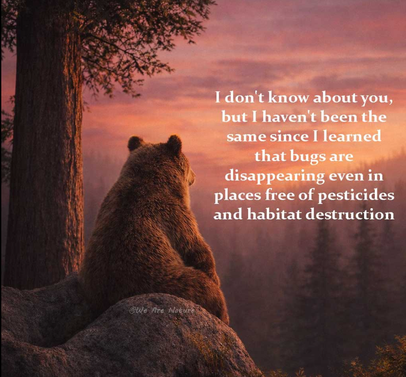 @We Are Nature I don't know about you, but I haven't been the same since I learned that bugs are disappearing even in places free of pesticides and habitat destruction