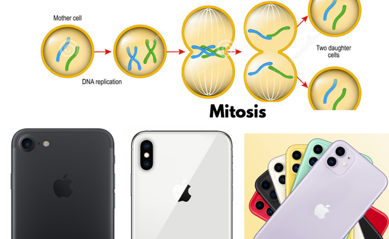 Mother cell " DNA replication 88 Mitosis Two daughter cells
