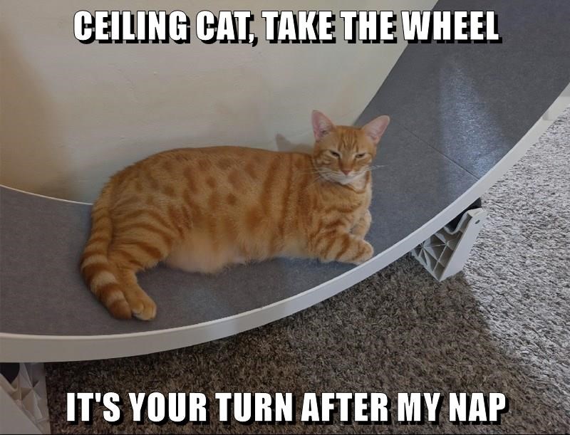 CEILING CAT, TAKE THE WHEEL IT'S YOUR TURN AFTER MY NAP