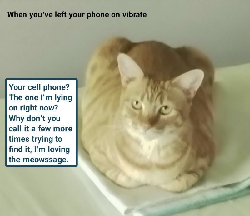 When you've left your phone on vibrate Your cell phone? The one I'm lying on right now? Why don't you call it a few more times trying to find it, I'm loving the meowssage.
