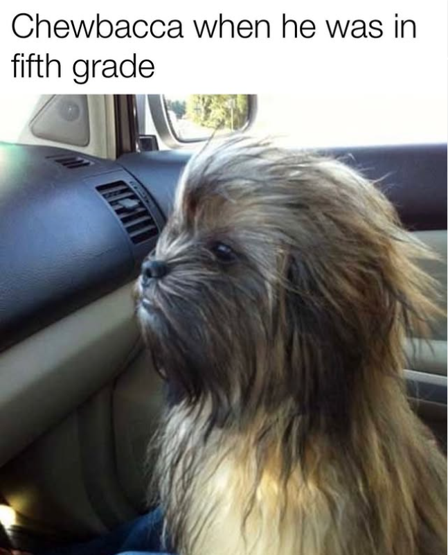 Chewbacca when he was in fifth grade