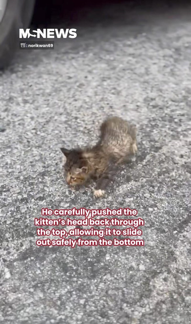 MSNEWS : norikwan69 He carefully pushed the kitten's head back through the top, allowing it to slide out safely from the bottom