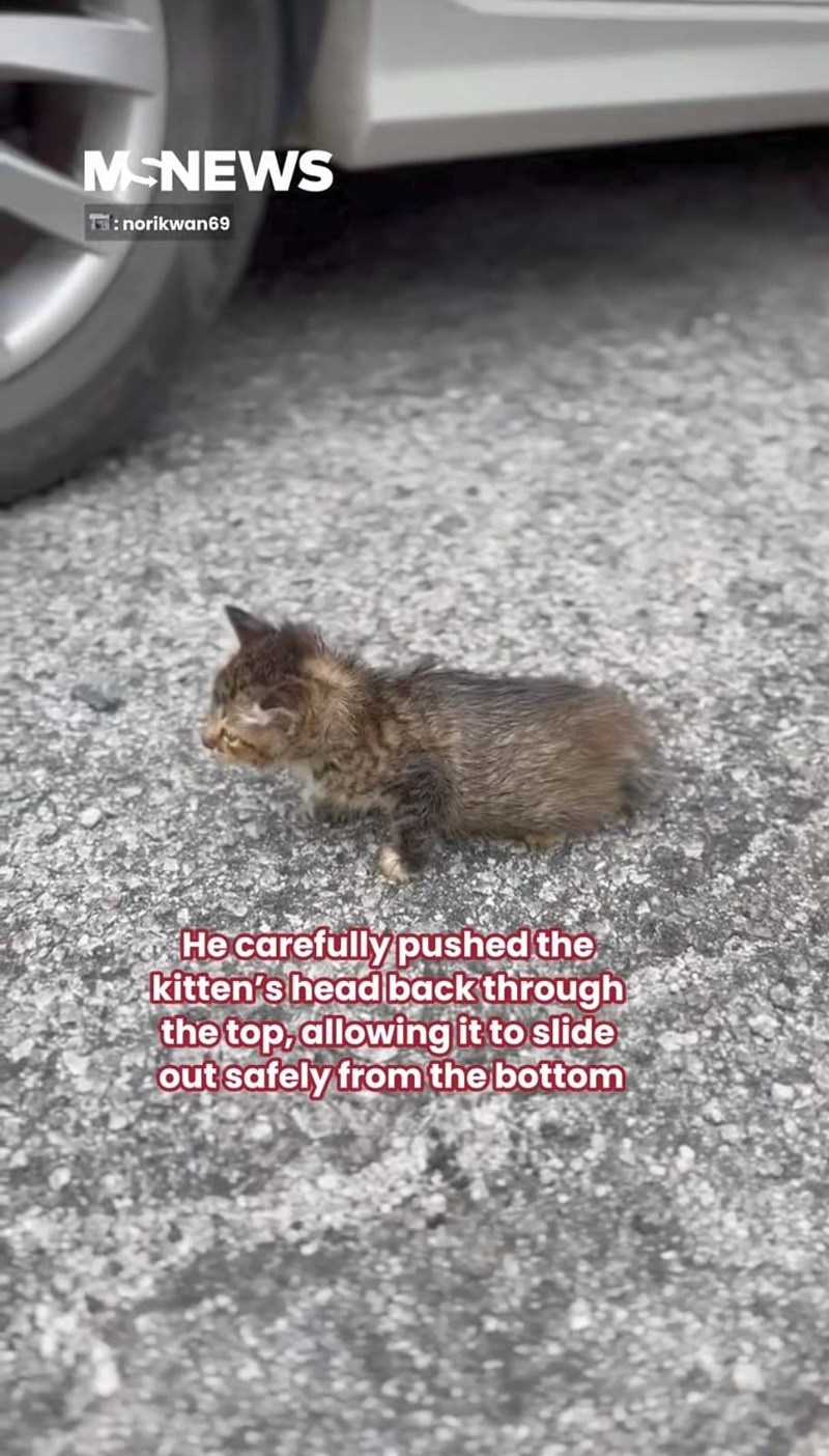 MCNEWS T: norikwan69 He carefully pushed the kitten's head back through the top, allowing it to slide out safely from the bottom