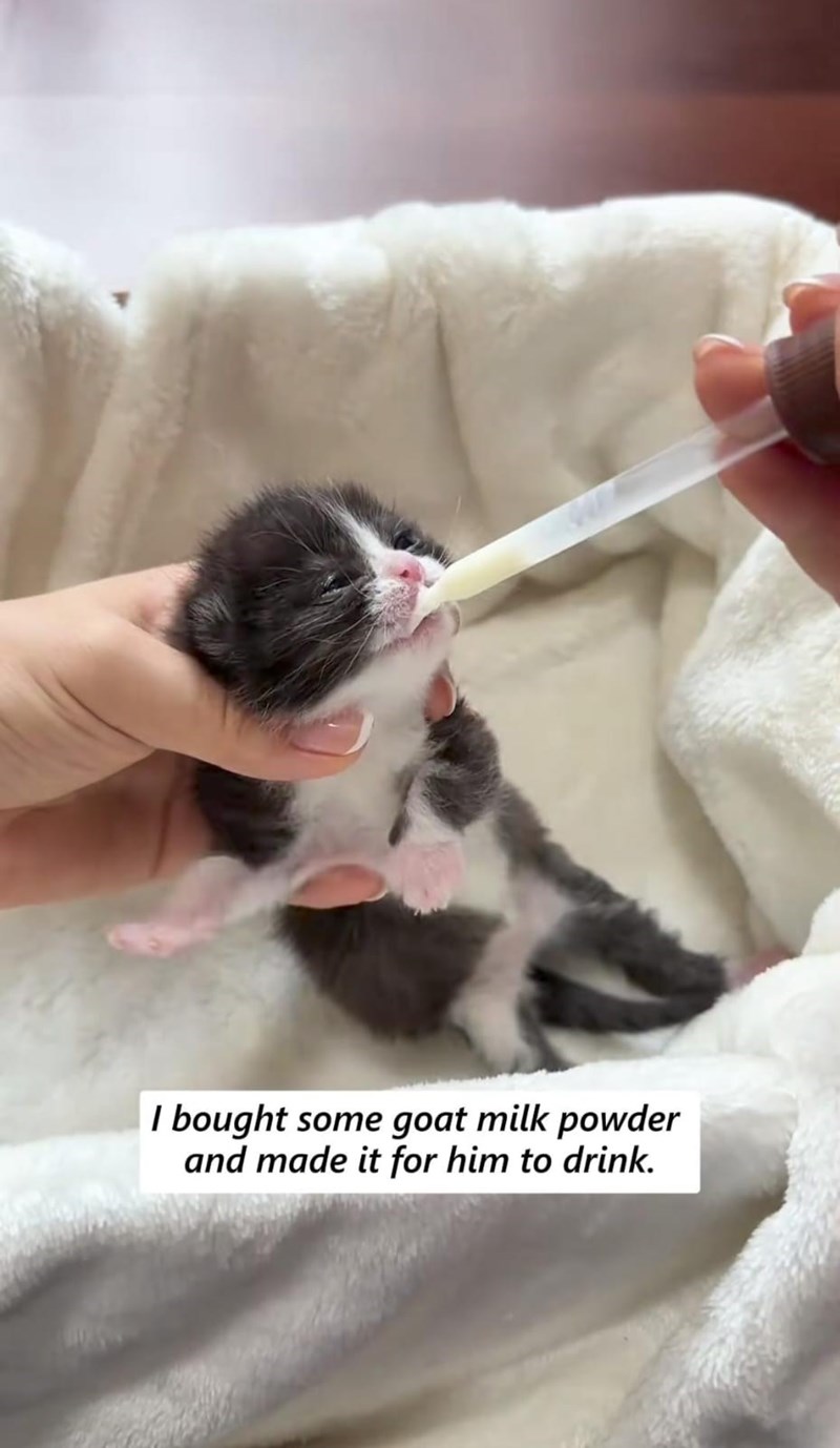 I bought some goat milk powder and made it for him to drink.