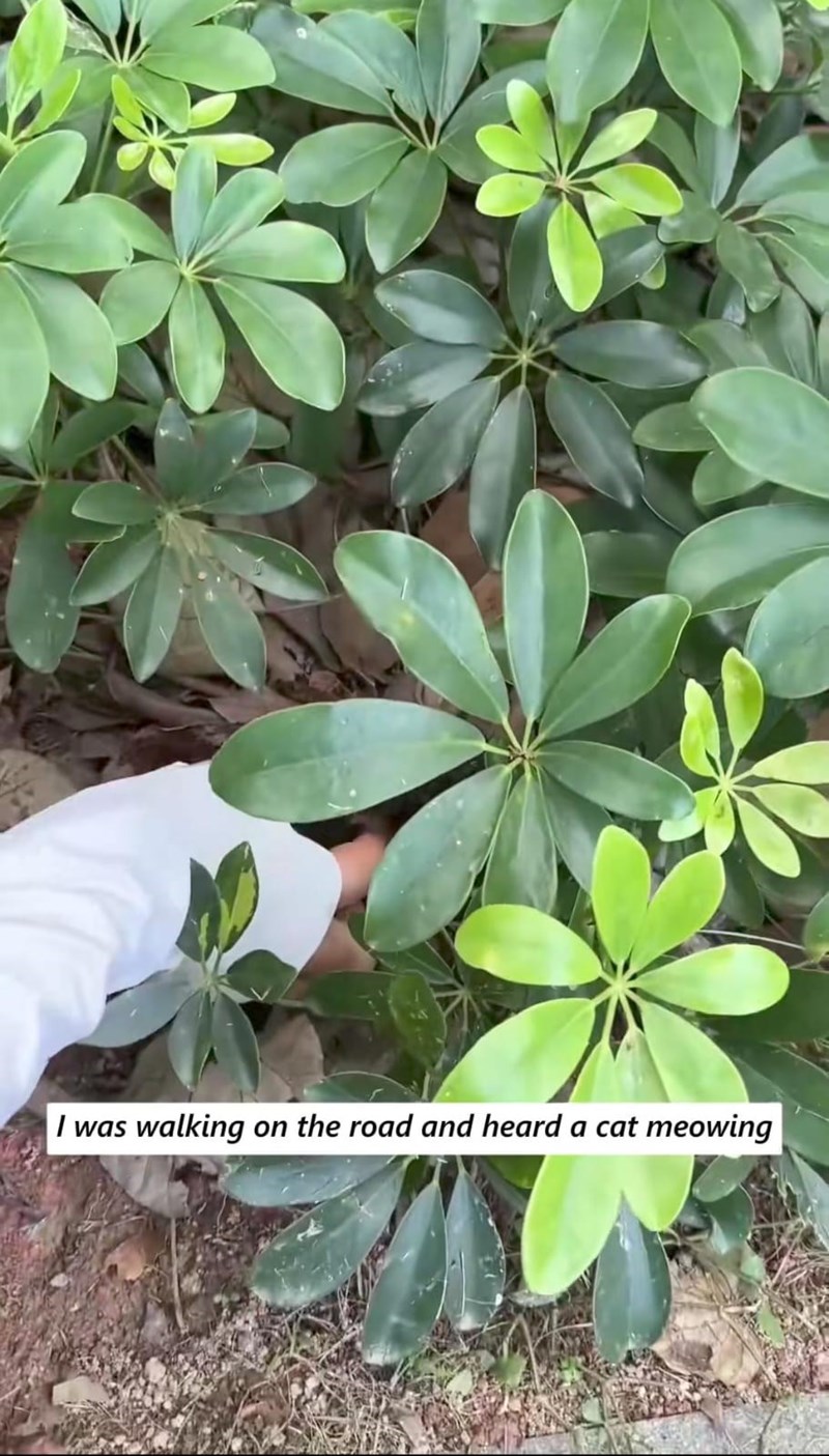 I was walking on the road and heard a cat meowing
