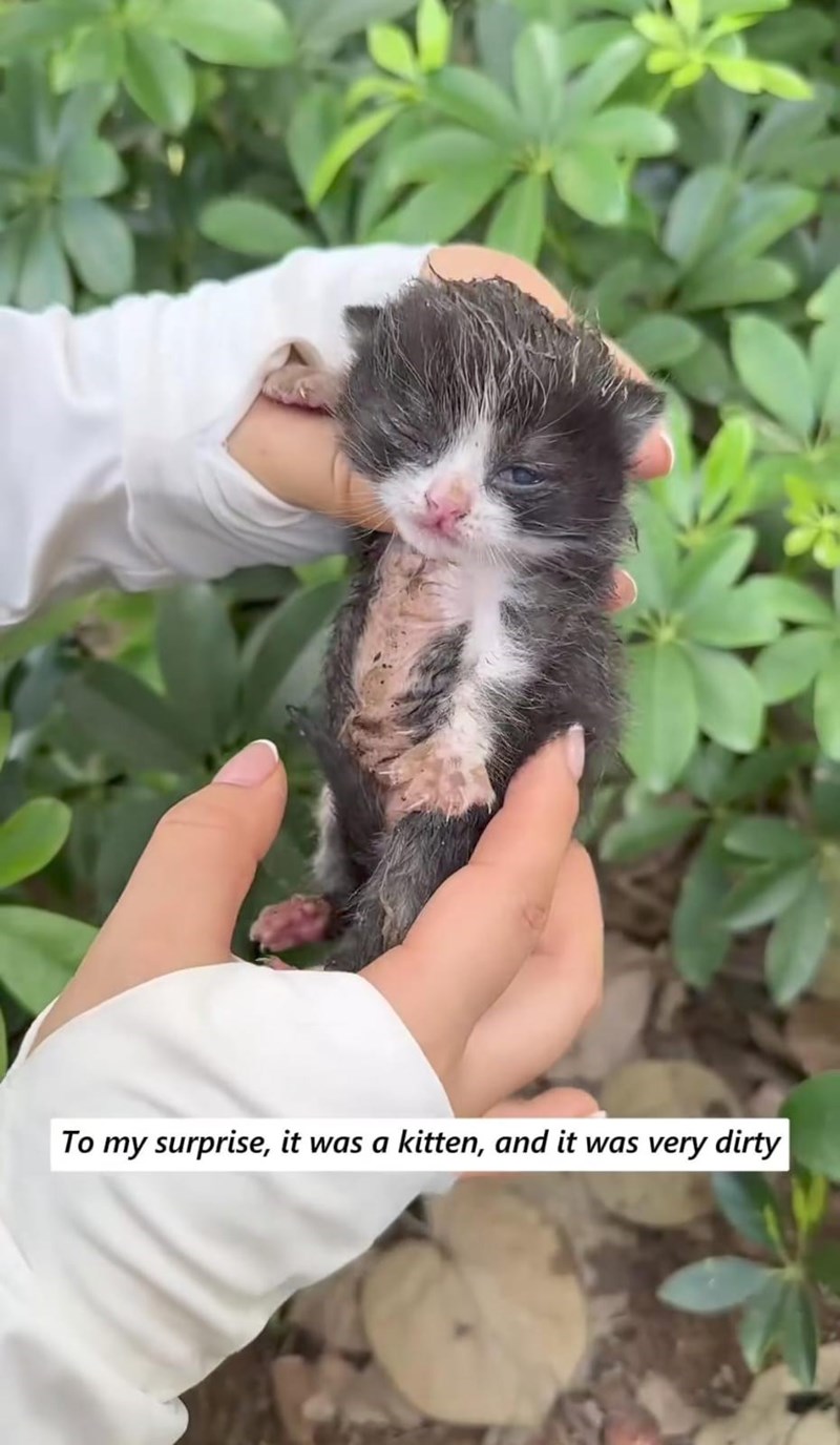To my surprise, it was a kitten, and it was very dirty