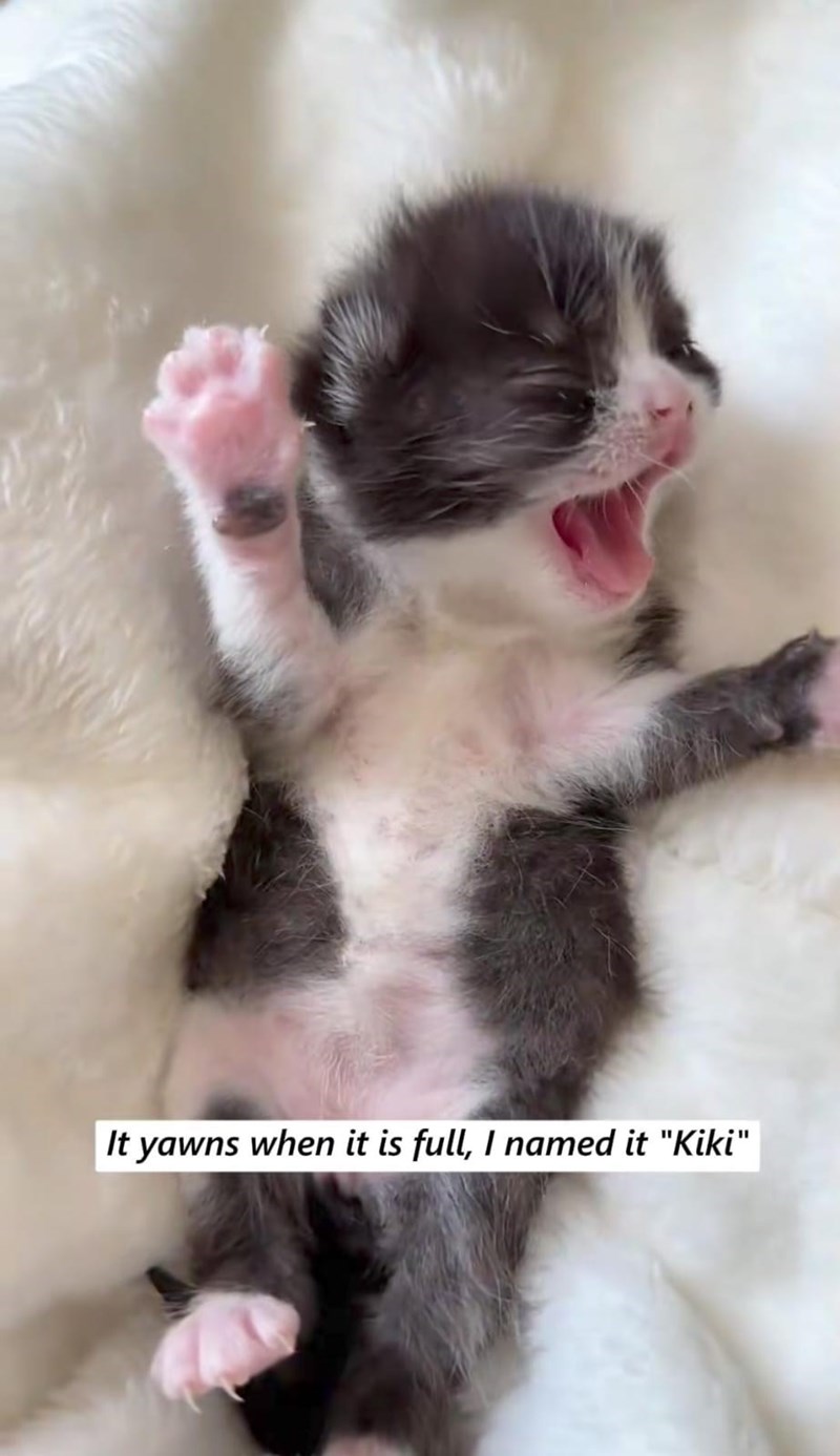 It yawns when it is full, I named it "Kiki"