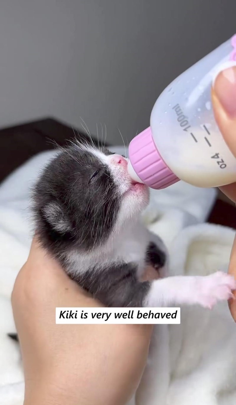 Kiki is very well behaved oz 4 100ml