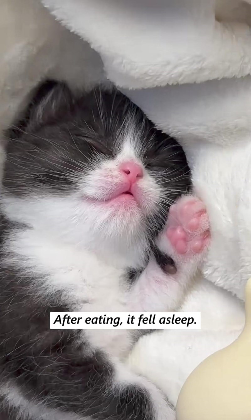 After eating, it fell asleep.