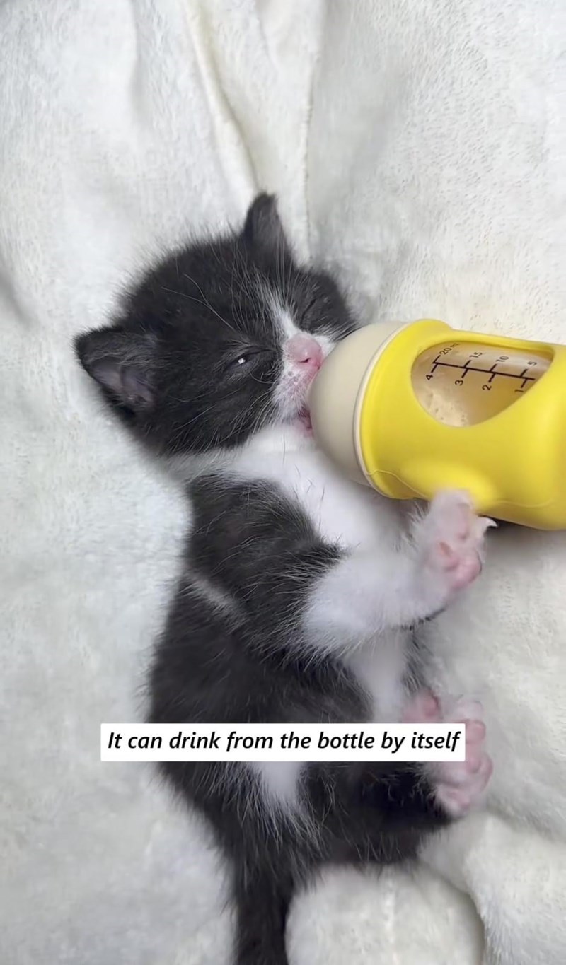 It can drink from the bottle by itself 20 3 2