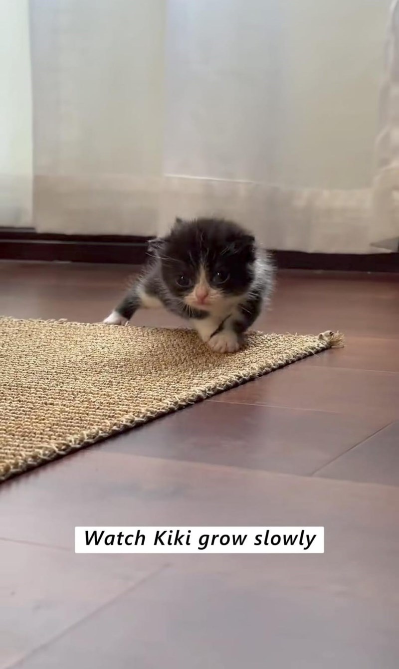 Watch Kiki grow slowly