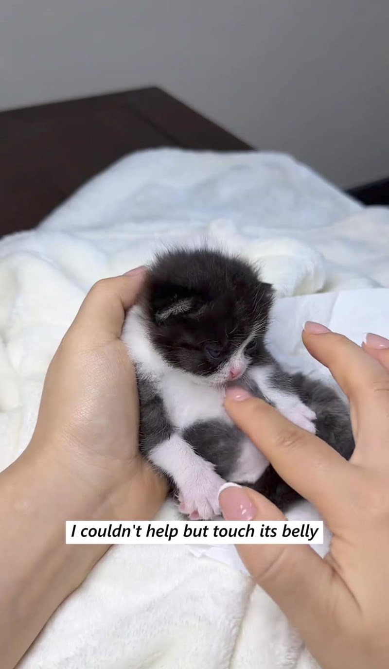 I couldn't help but touch its belly