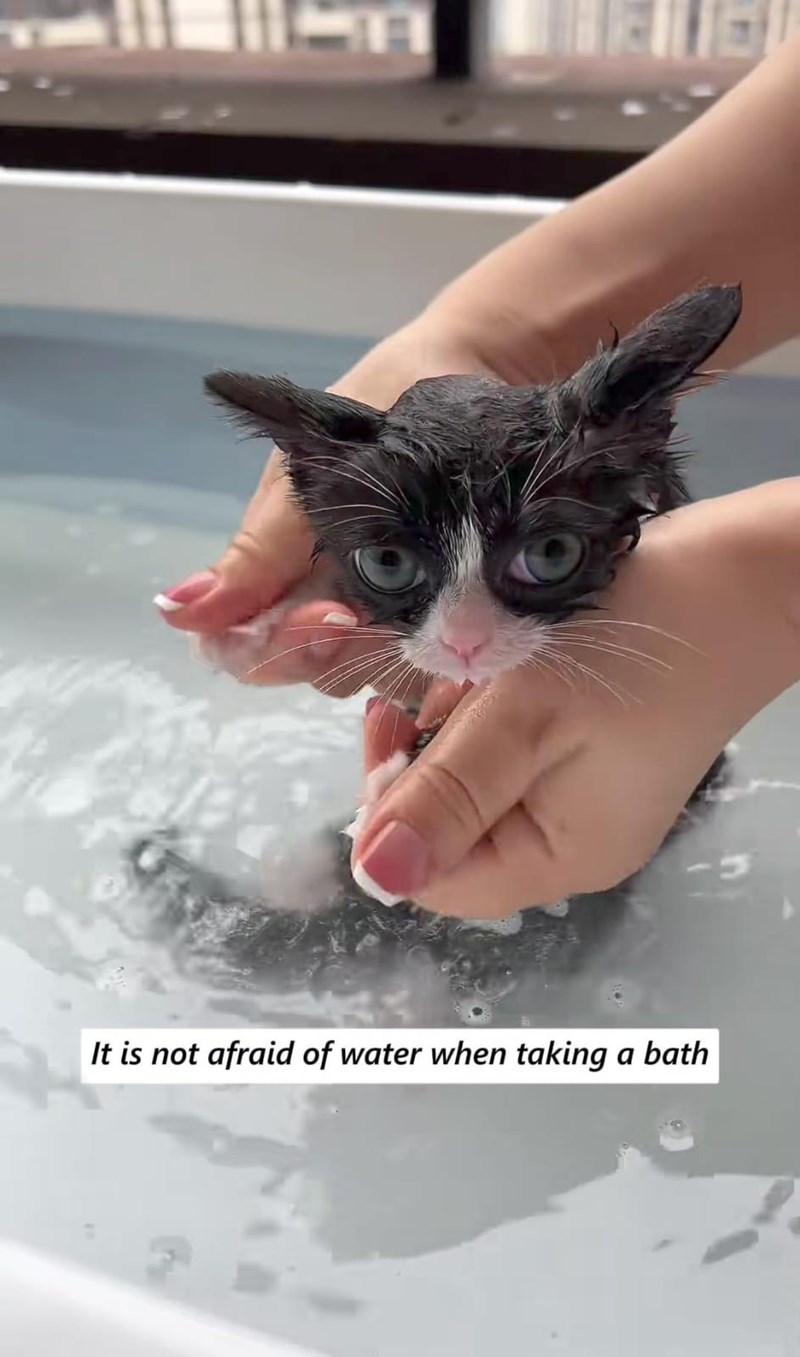 It is not afraid of water when taking a bath