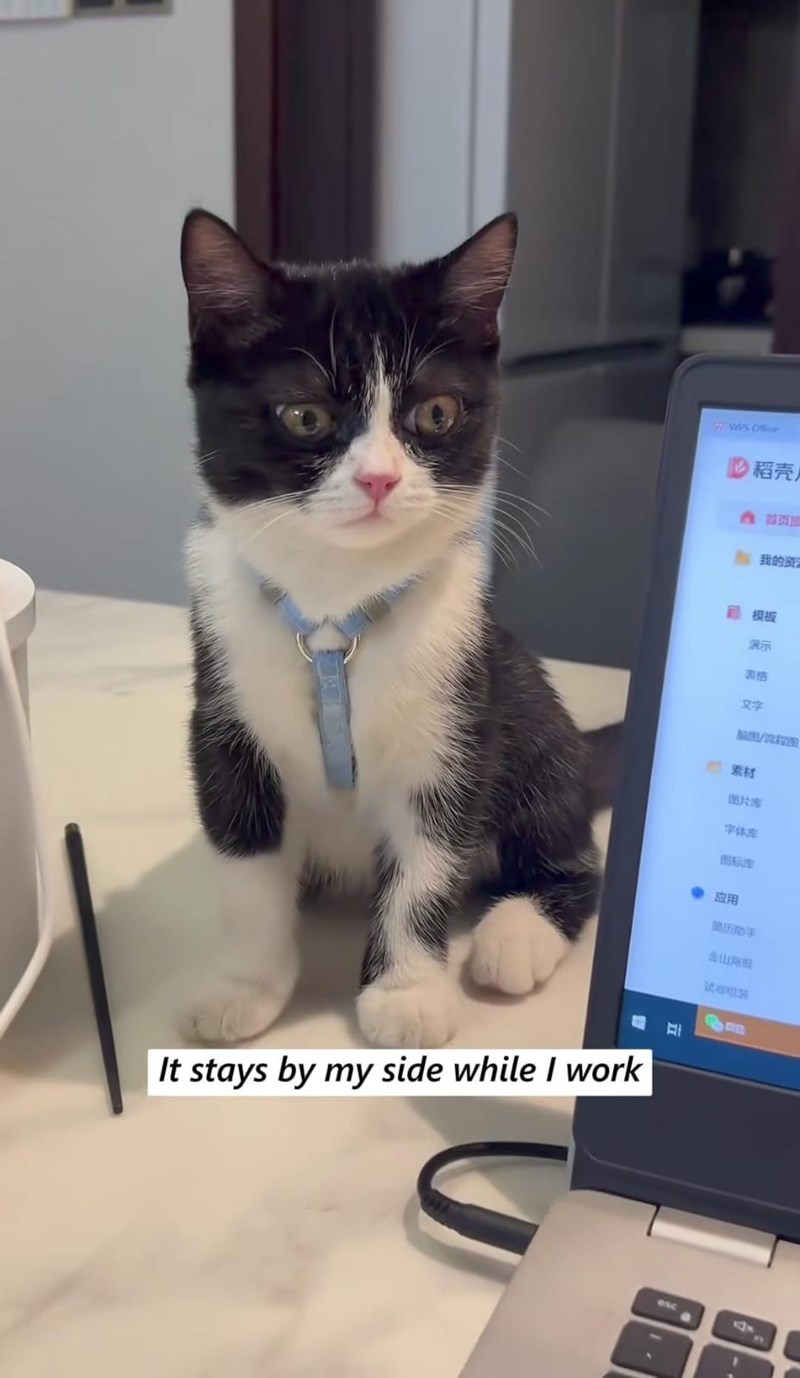 7 WPS Office 10 稻壳】 产 页 我的资 It stays by my side while I work 品模板 演示 表格 文字 誠图/流程图 素材 图片库 字体连 图标库 应用 美历助手 金山海服 Moms esc