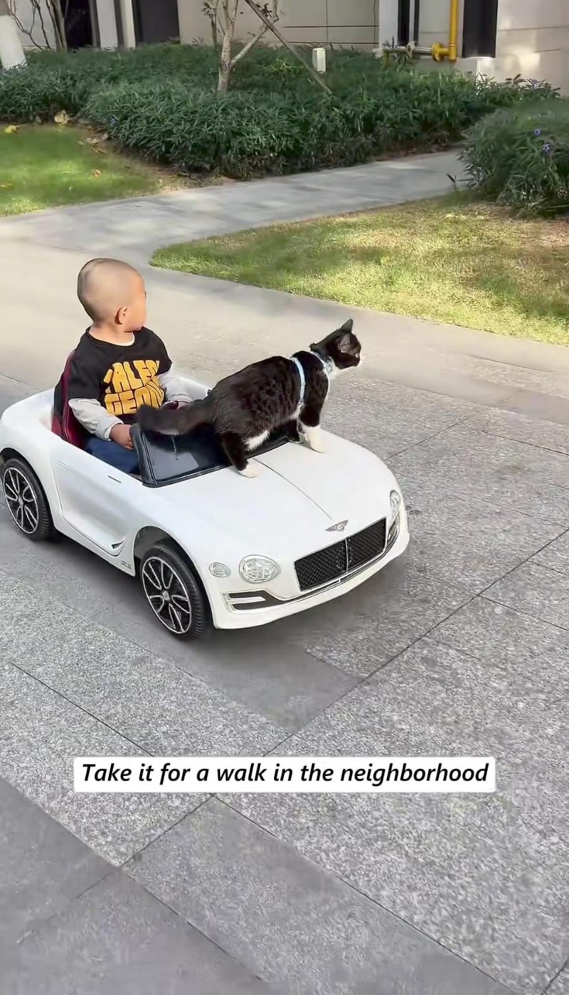 Take it for a walk in the neighborhood