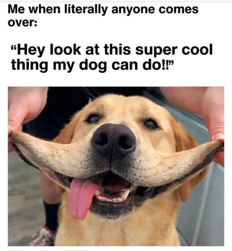 Me when literally anyone comes over: "Hey look at this super cool thing my dog can do!!"