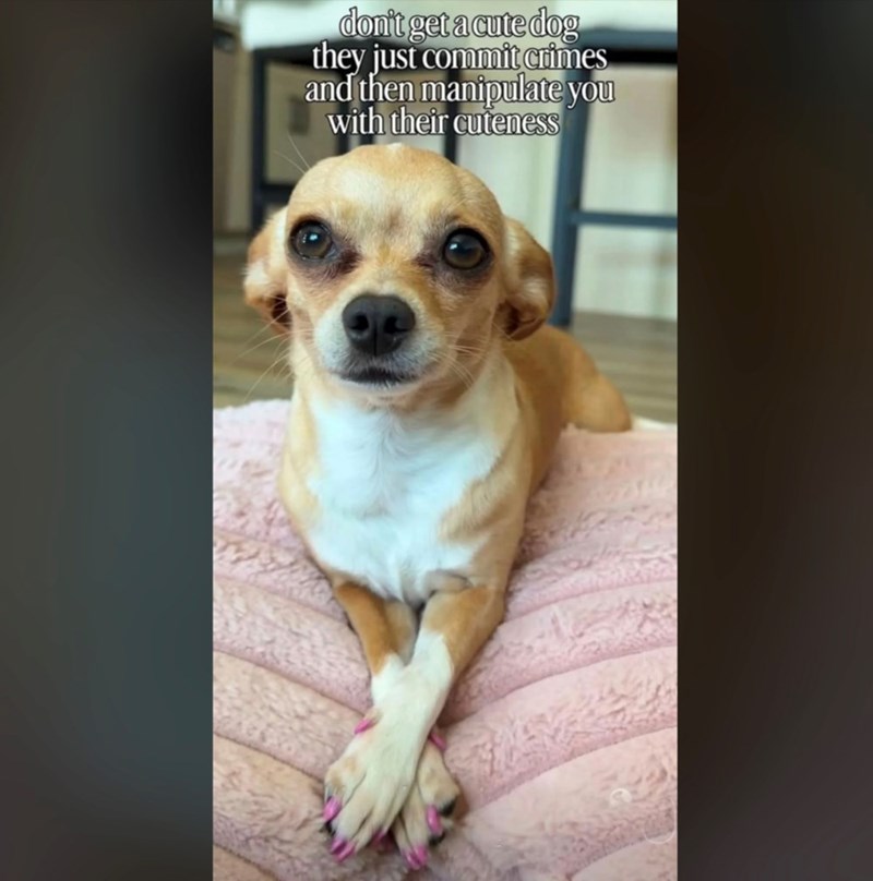 don't get a cute dog they just commit crimes and then manipulate you with their cuteness