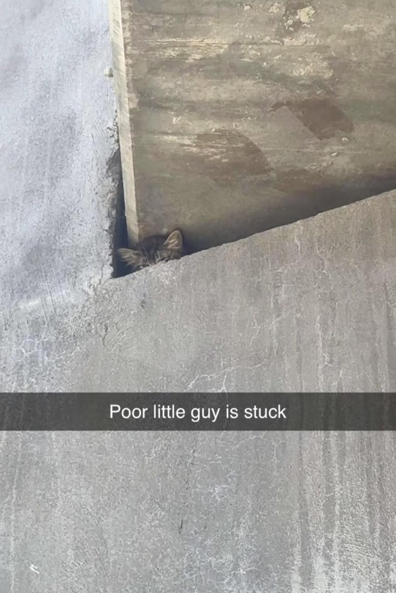 Poor little guy is stuck