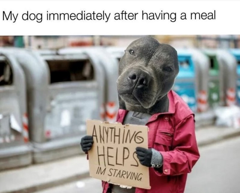 My dog immediately after having a meal ANYTHING HELPS IM STARVING