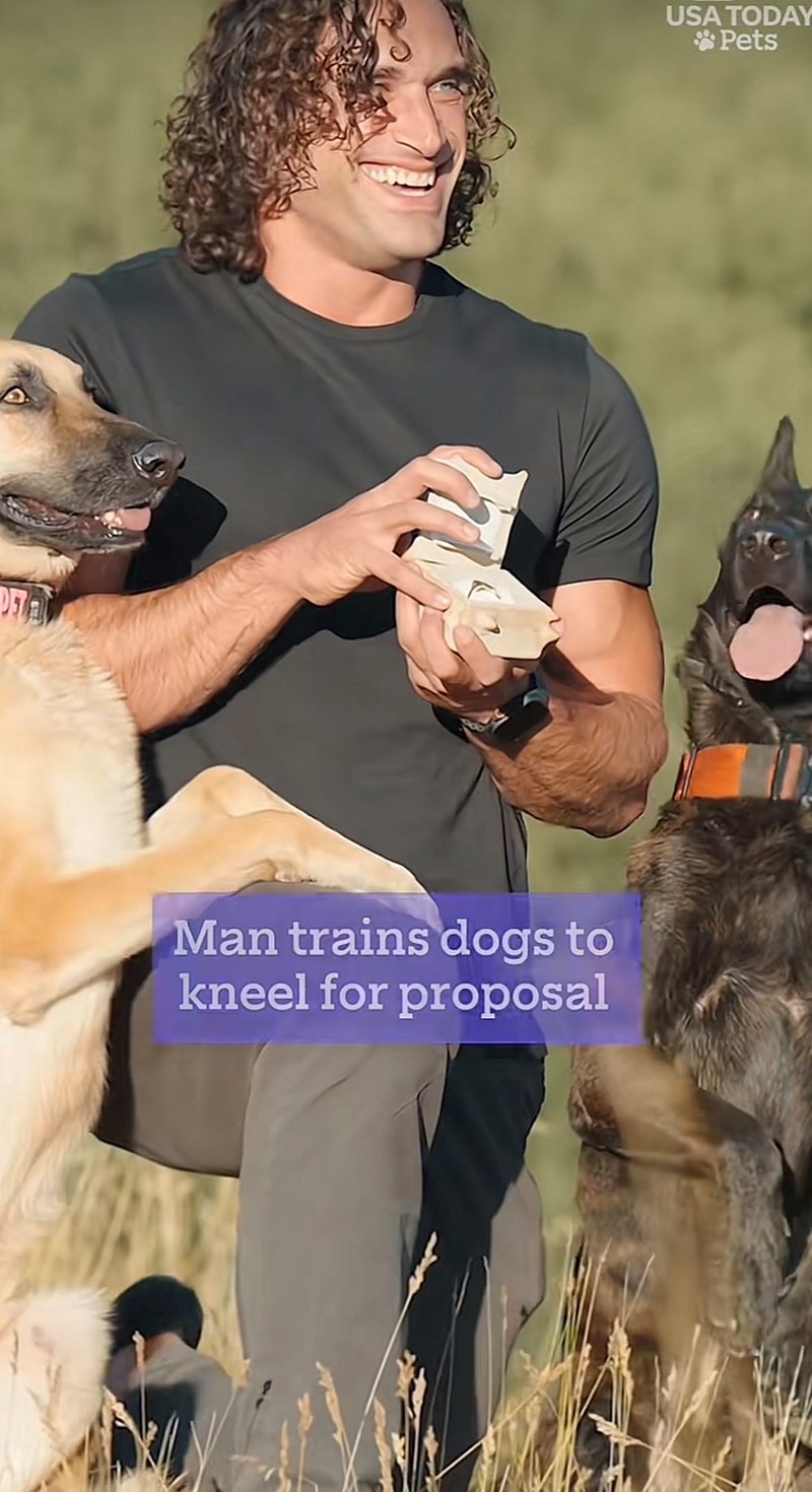 Man trains dogs to kneel for proposal USA TODAY Pets