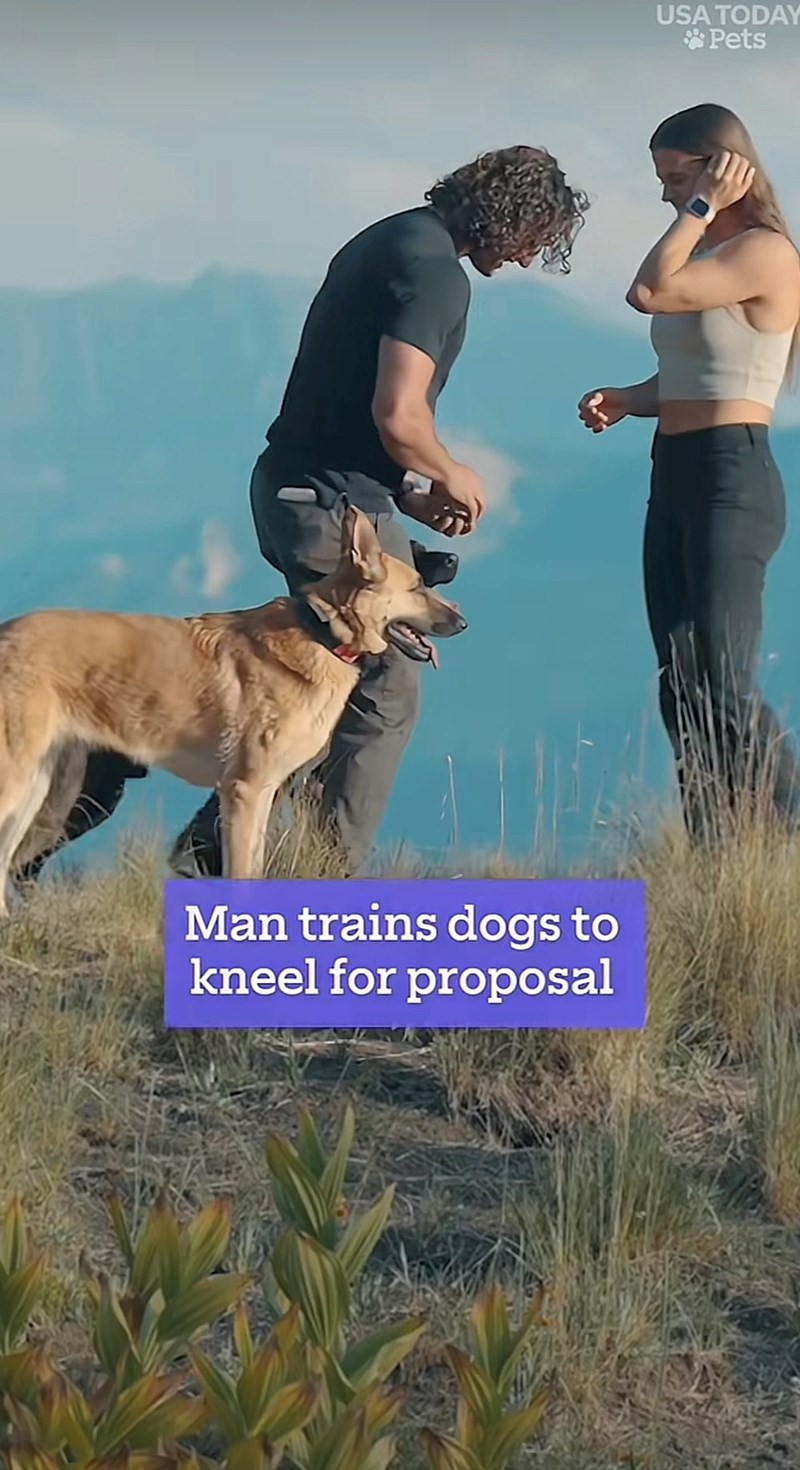 Man trains dogs to kneel for proposal USA TODAY Pets