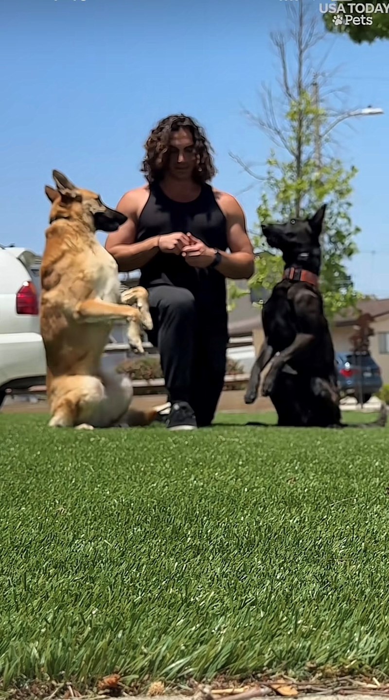 USA TODAY Pets