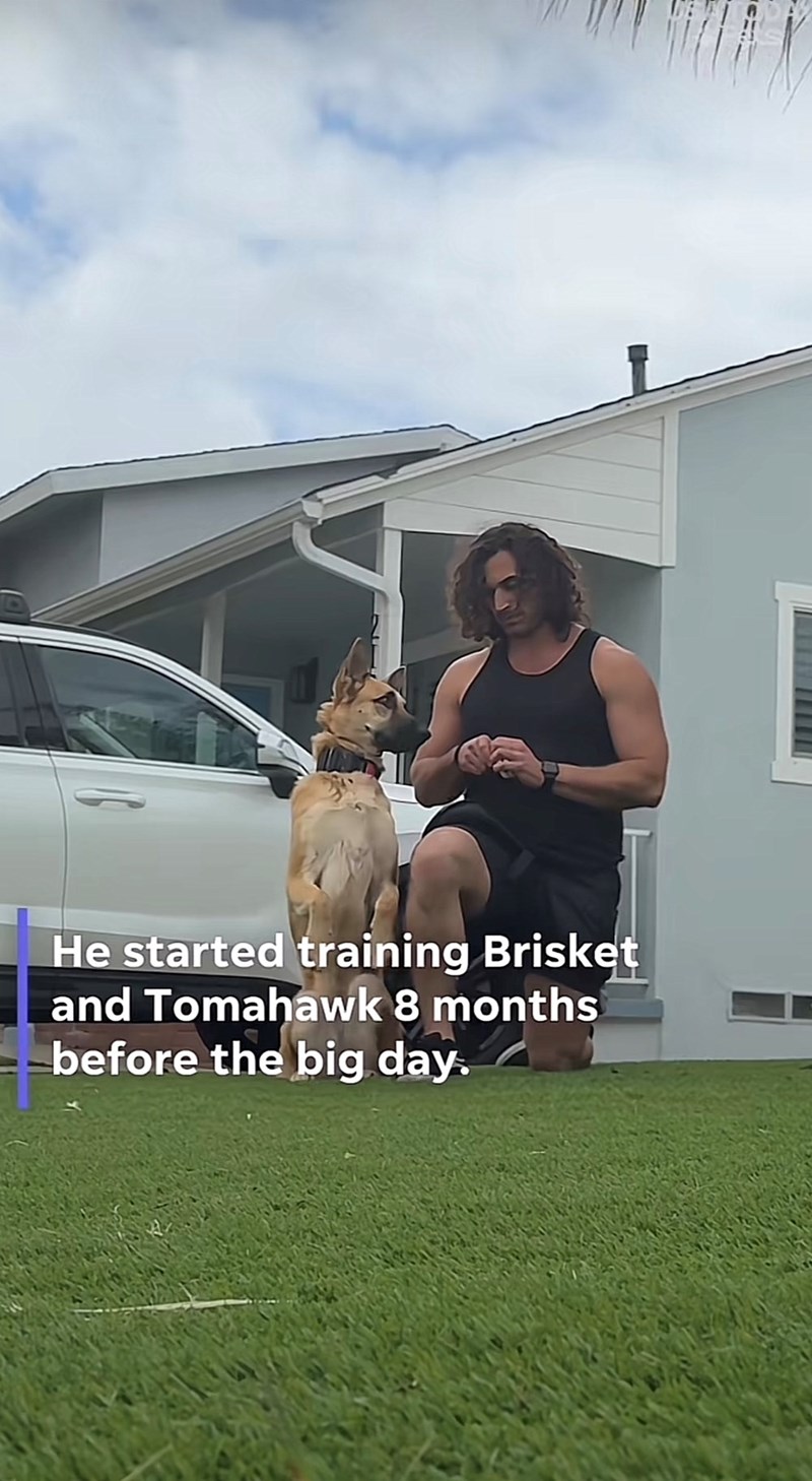 He started training Brisket and Tomahawk 8 months before the big day.