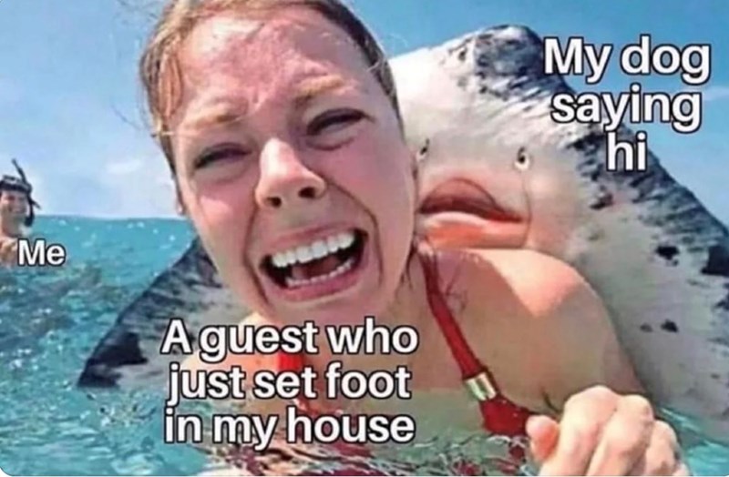 Me A guest who just set foot in my house My dog saying hi