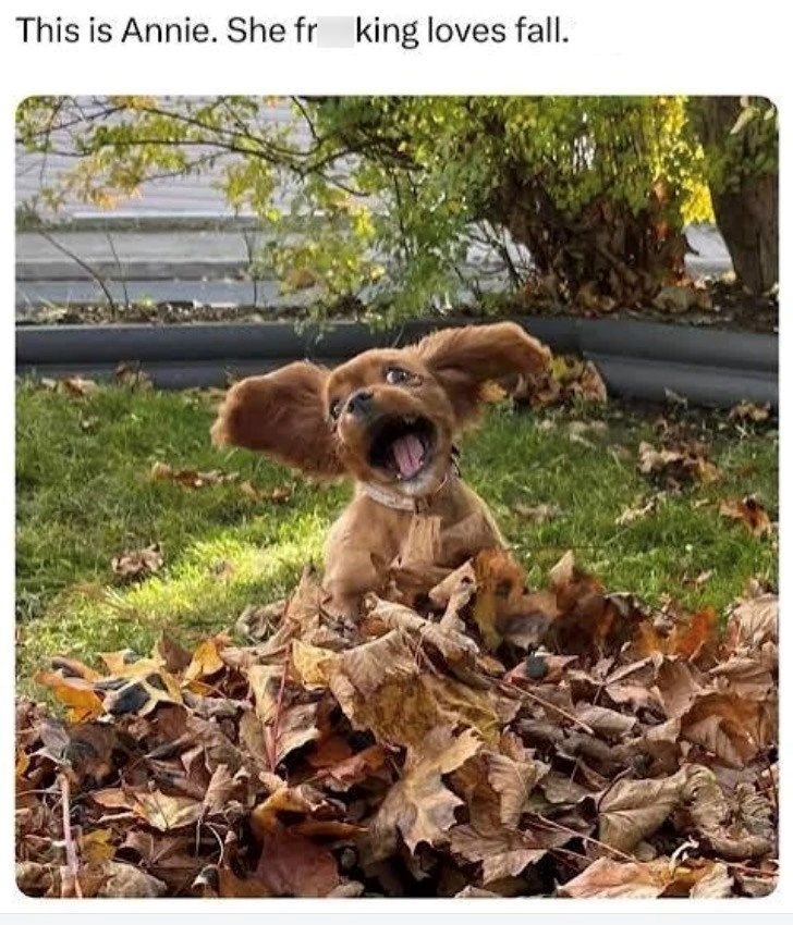 This is Annie. She fr king loves fall.