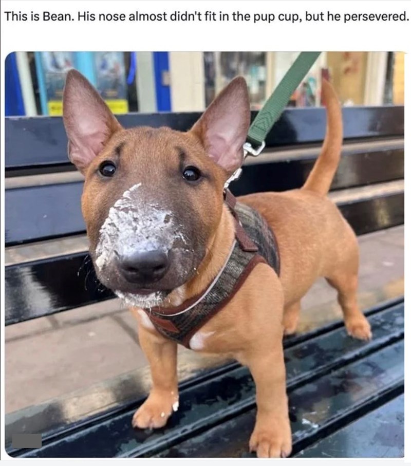 This is Bean. His nose almost didn't fit in the pup cup, but he persevered.